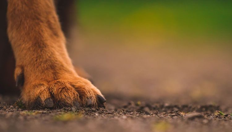 muddy backyard fix for dogs